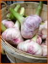 Garlic_1