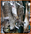 Rabbits_2
