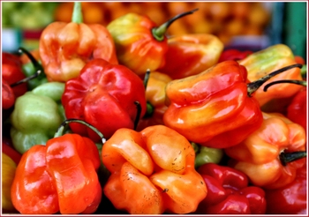 20070915_habanerochiles3e