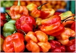 20070915_habanerochiles3e_2