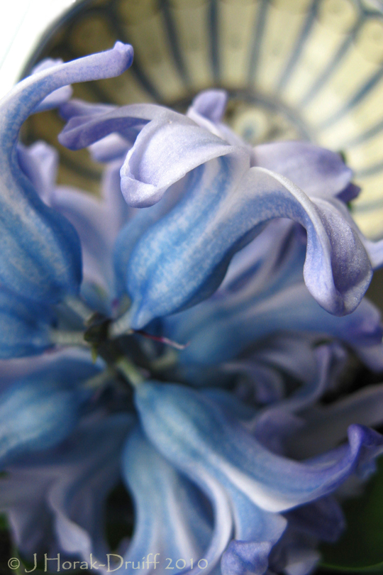 Blue hyacinths