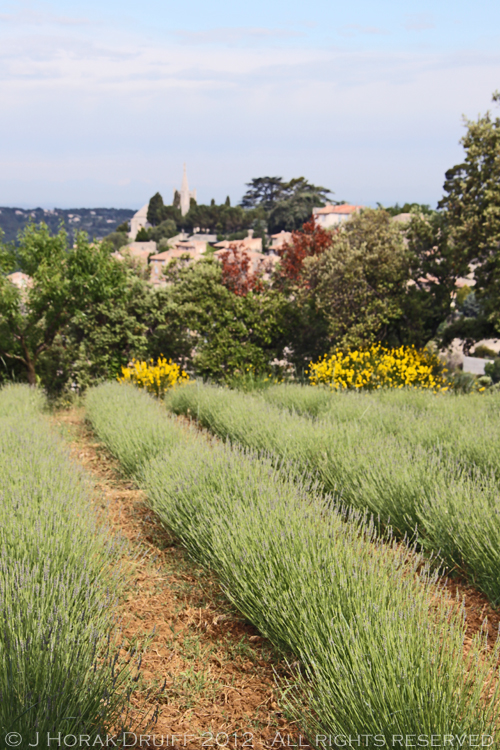 Post image for Visiting the Vaucluse: Coustellet market