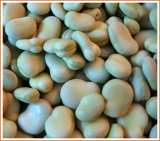 Shelled broad beans