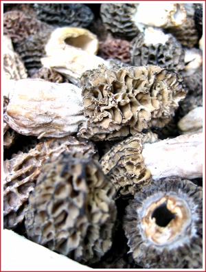 20070407_morels