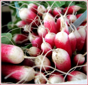 20070407_radishes