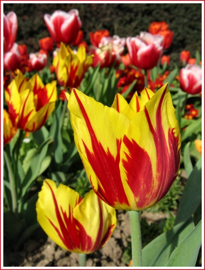 Regentsparktulips