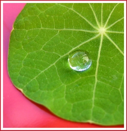 Nasturtium_leaf