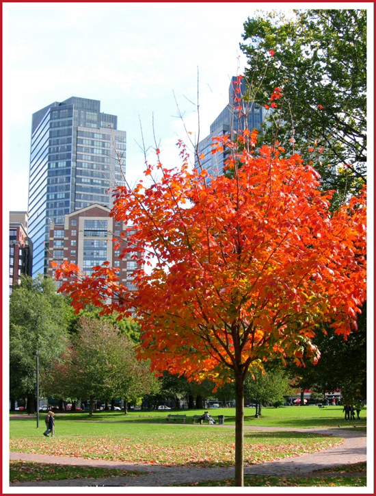 Boston red Fall tree