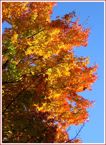 Boston Fall colour 1