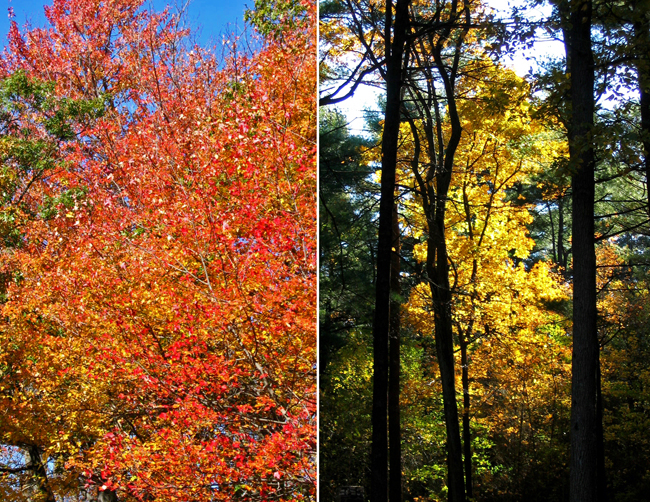 Boston fall colour