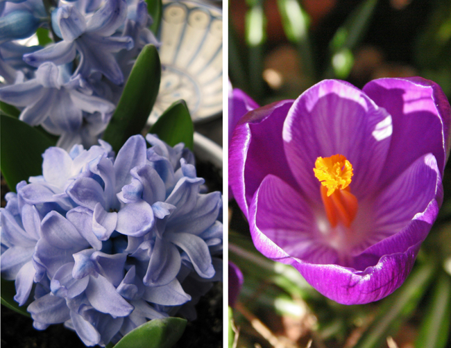 Blue hyacinth and purple crocus