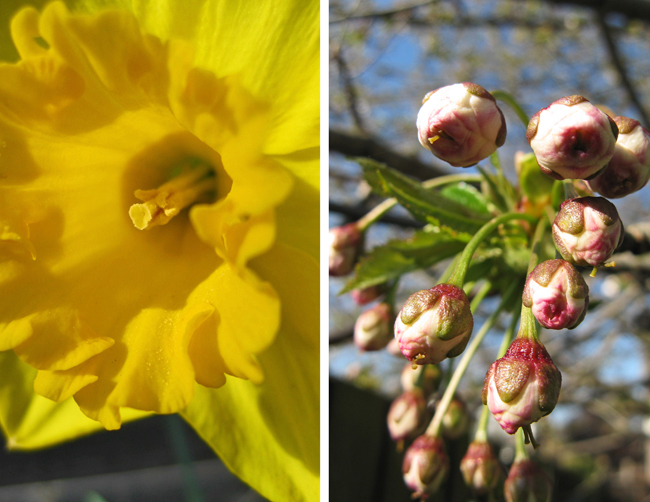 Daffodil and cherry blossom buds