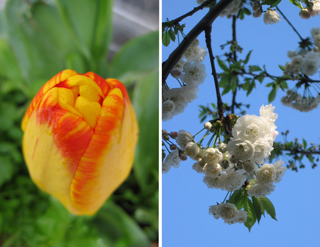 Tulip and white cherry blossoms