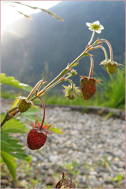 WildStrawberries