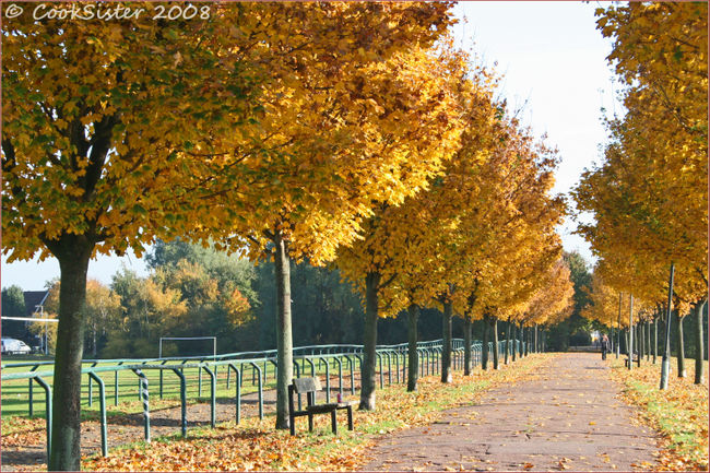 Autumn-trees