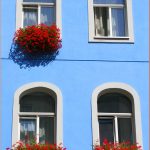 Blue-wall-Red-geraniums