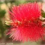 Red-Bottlebrush