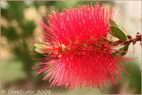 Red-Bottlebrush