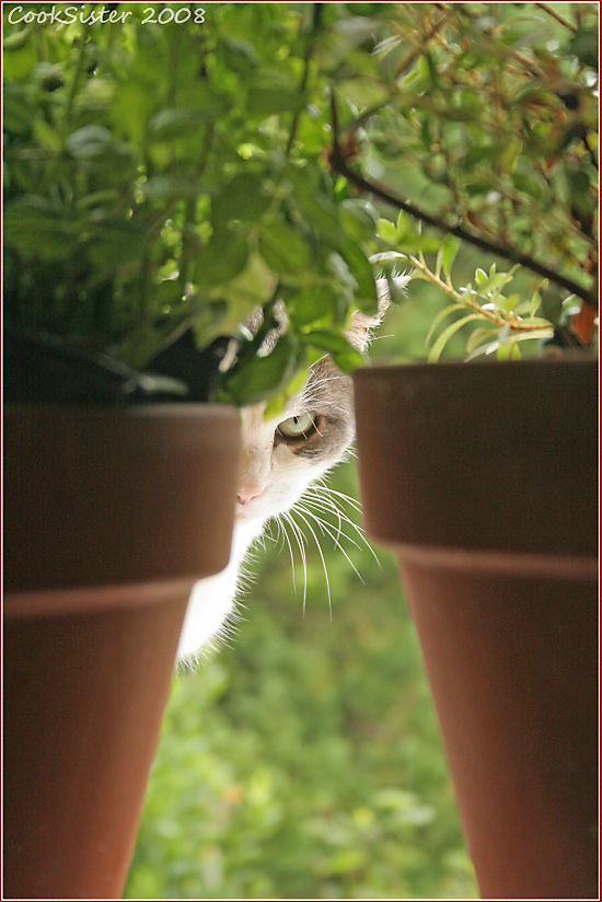Cat-herb-pots