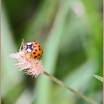 Ladybird