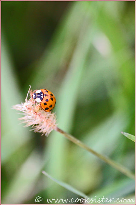 Ladybird