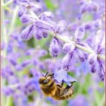 LavenderBee