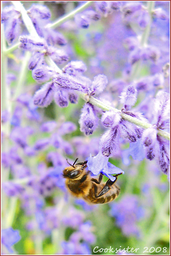 LavenderBee