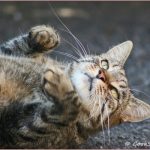 Saturday Snapshots #15