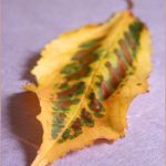 Yellow-Leaf