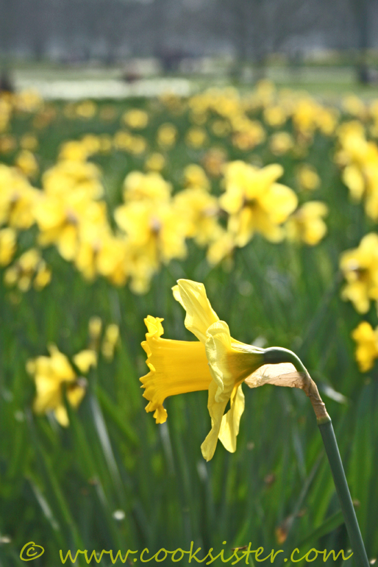 Green-Park-Daffodils-2009