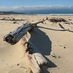 Robberg-Beach-Driftwood