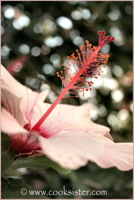 Pink Hibiscus