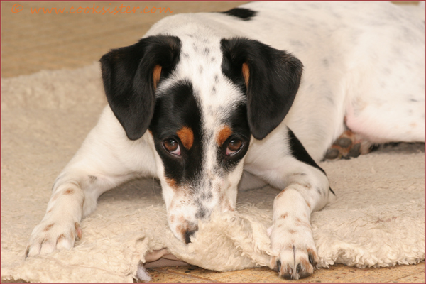 Spotty dog