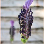 Saturday Snapshots #52