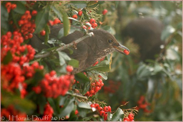 Blackbird