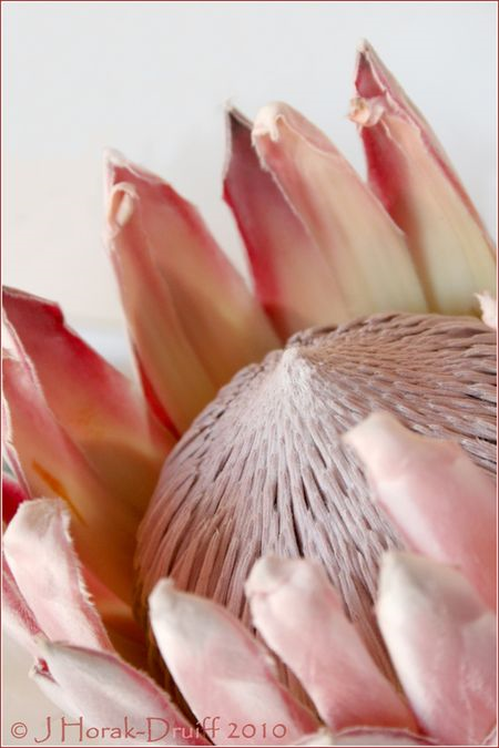 KingProtea