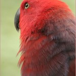 SolomonEclectusParrot