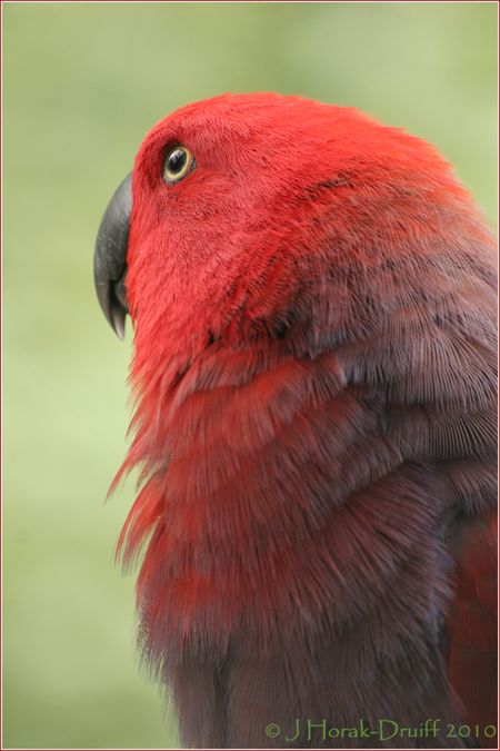 SolomonEclectusParrot