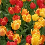 Tulips