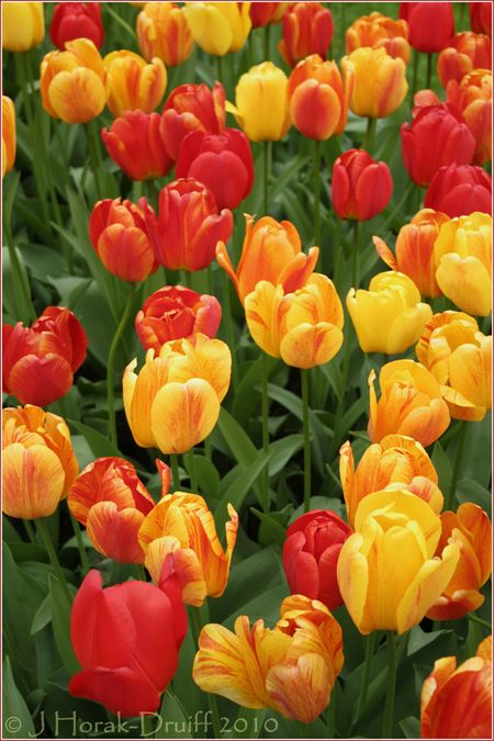 Tulips