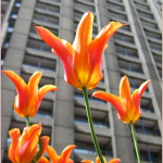 BarbicanTulips