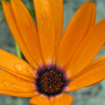 Saturday Snapshots #102