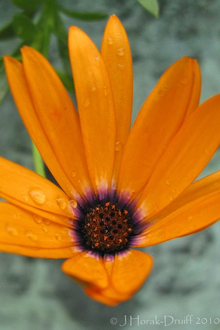 OrangeDaisy © J Horak-Druiff 2010