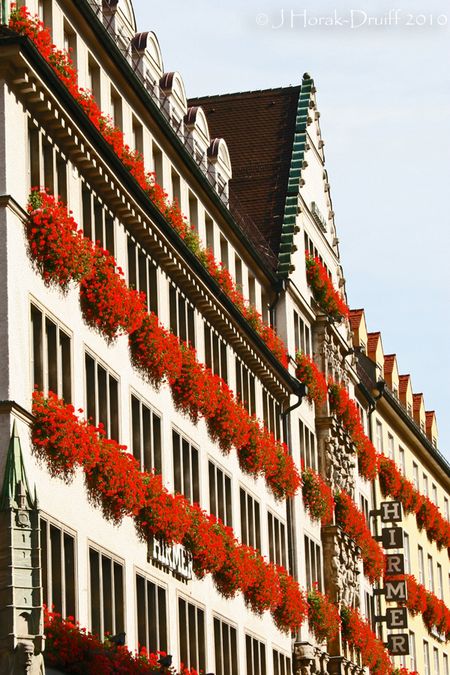 MunichGeraniums © J Horak-Druiff 2010