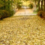 GoldenAutumnLeaves © J Horak-Druiff 2010