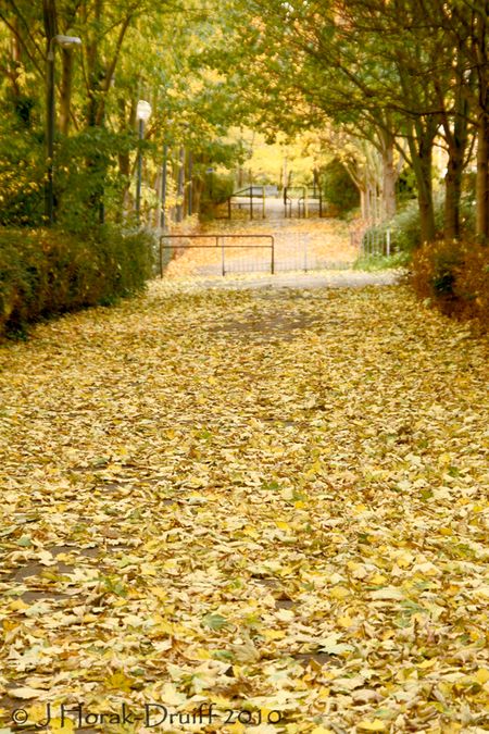 GoldenAutumnLeaves © J Horak-Druiff 2010