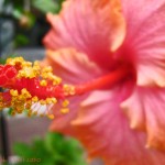 Saturday Snapshots #117