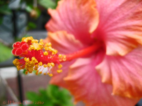 PinkHibiscus © J Horak-Druiff 2010