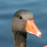 MunichGoose © J Horak-Druiff 2010