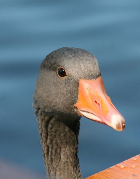 MunichGoose © J Horak-Druiff 2010